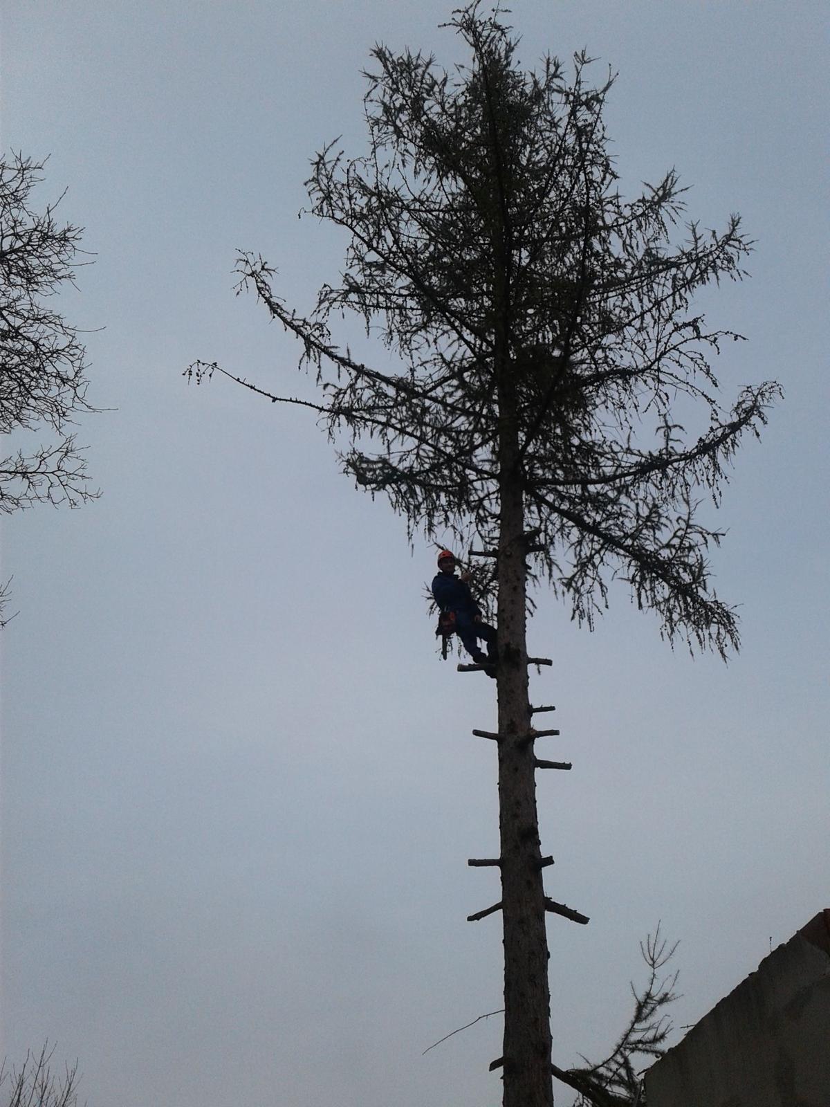 Obrázek pracovníka co ořezává strom a připravuje k poražení.